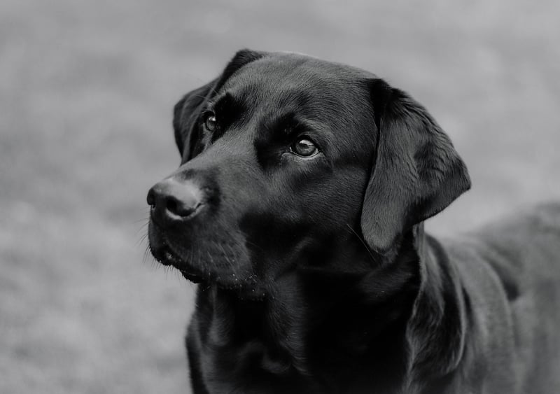 Dog Image